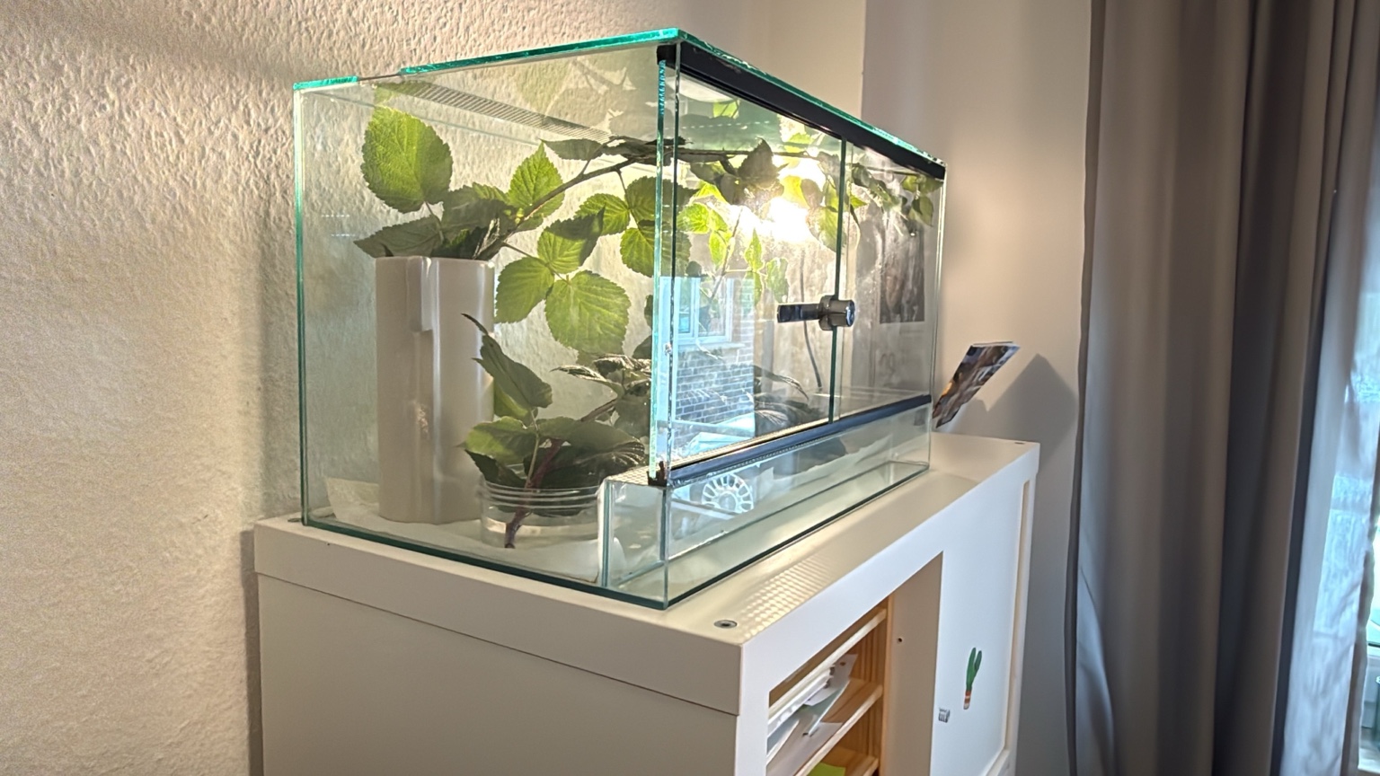 Terrarium der Stabheuschrecken